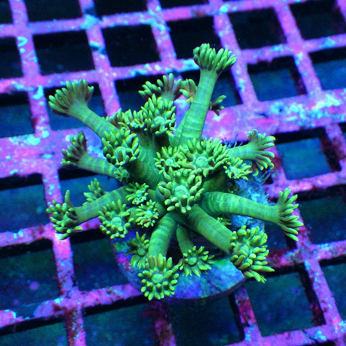 Goniopora