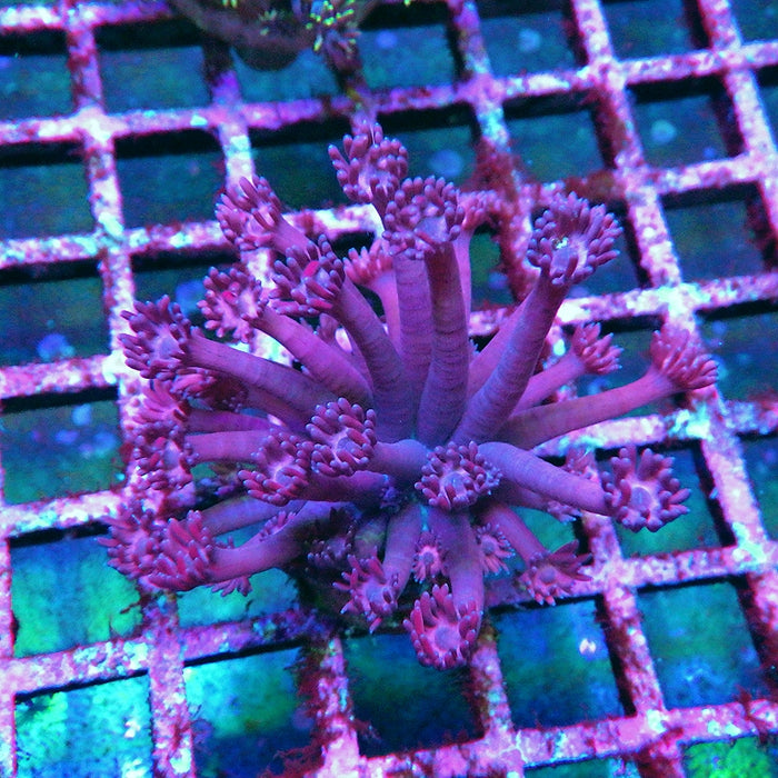 Goniopora