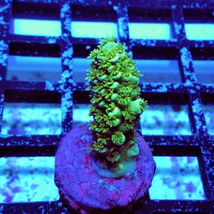 REx Green Orange Fuzzy Tenuis Acro