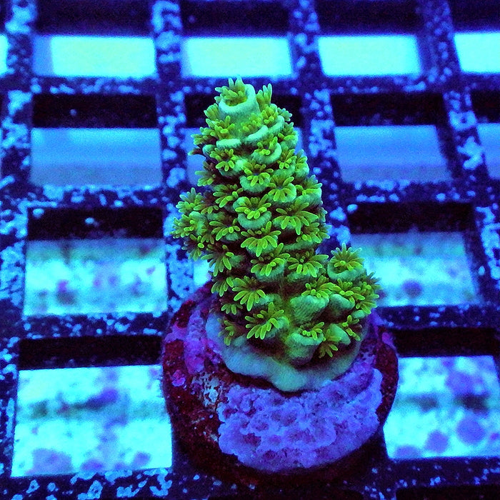 REx Green Orange Fuzzy Tenuis Acro