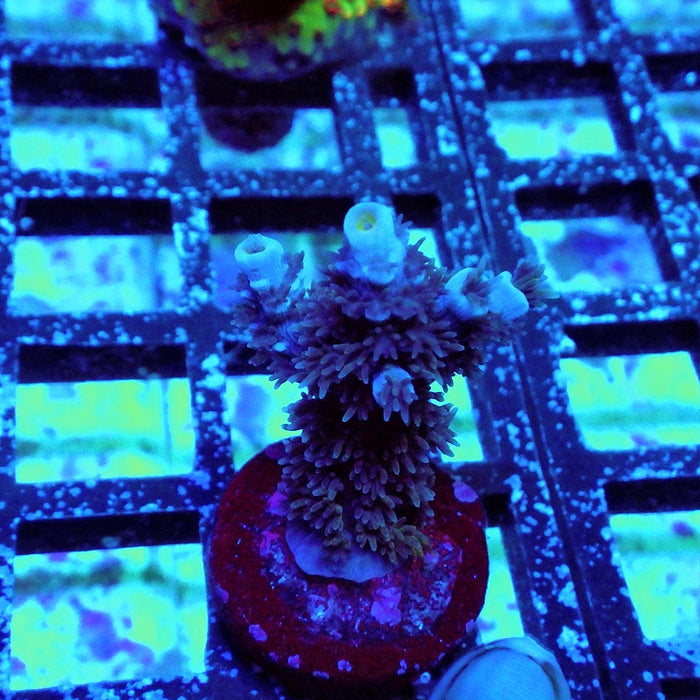 Tenuis Blue Acro