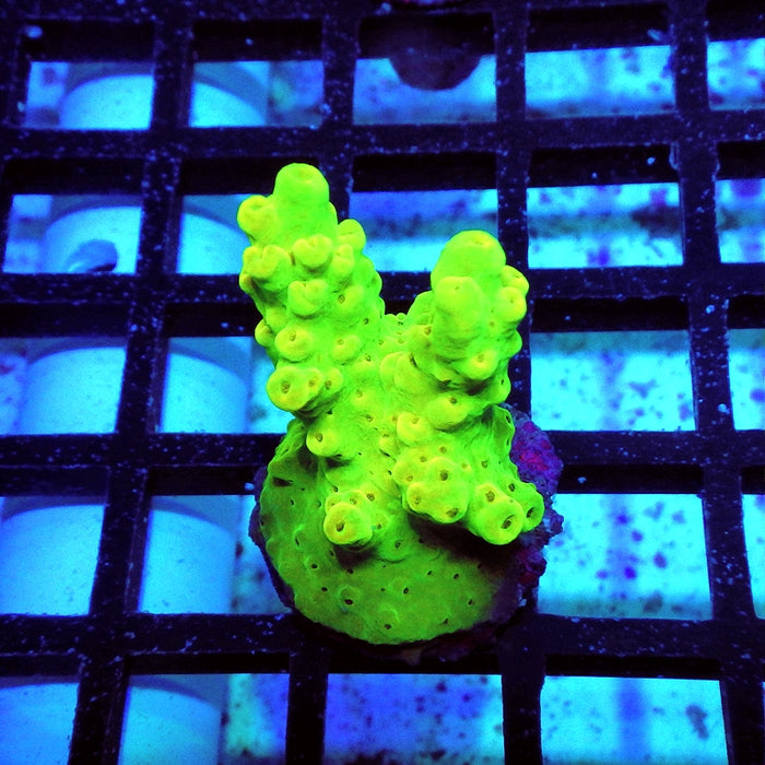 Acro Frag Aquaculture