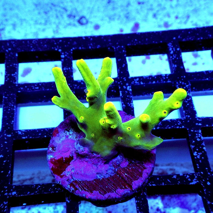 Acro Frag Aquaculture