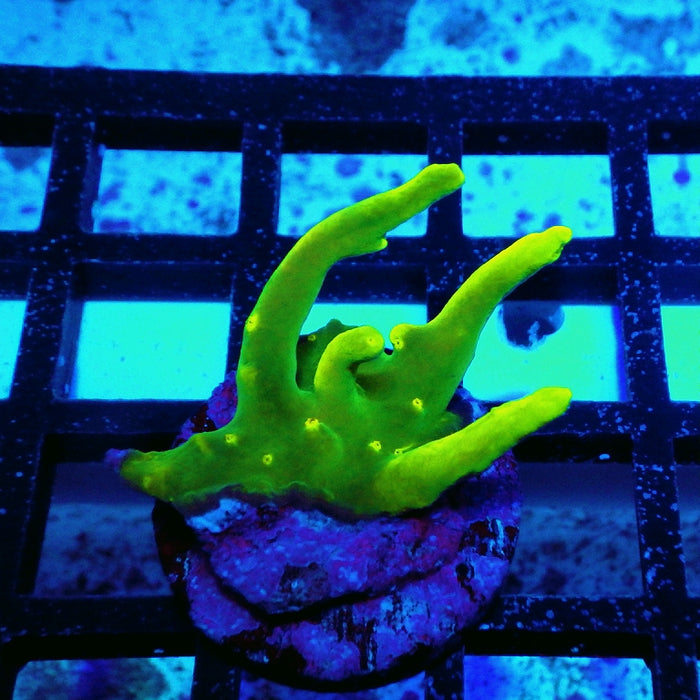Acro Frag Aquaculture