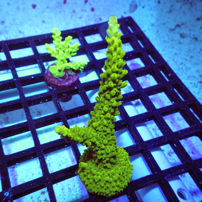 Acro Frag Aquaculture