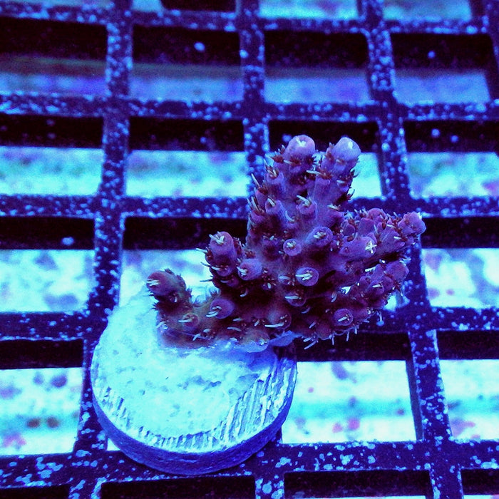 Millepora Purple Tricolor Ultra