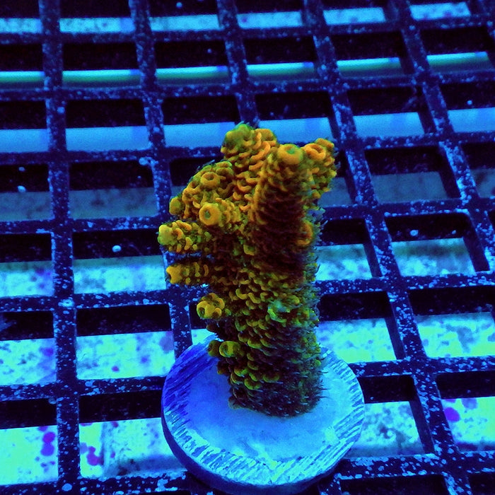 Millepora Orange Green Ultra