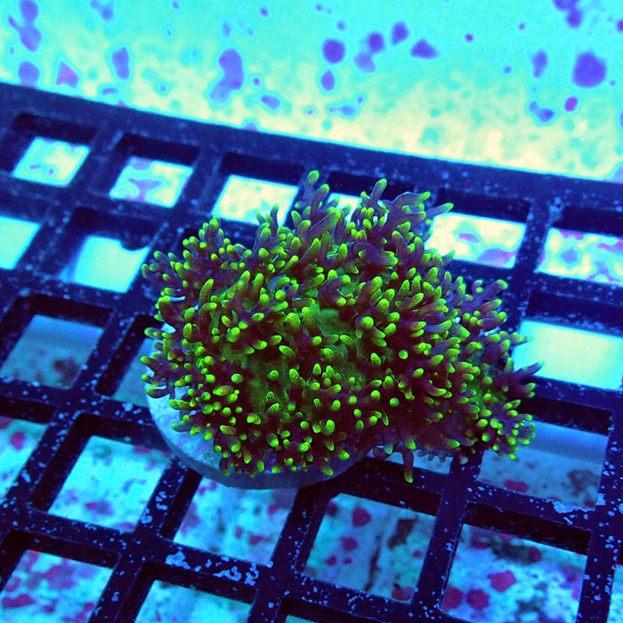 Green Fuzzy Rhodactis
