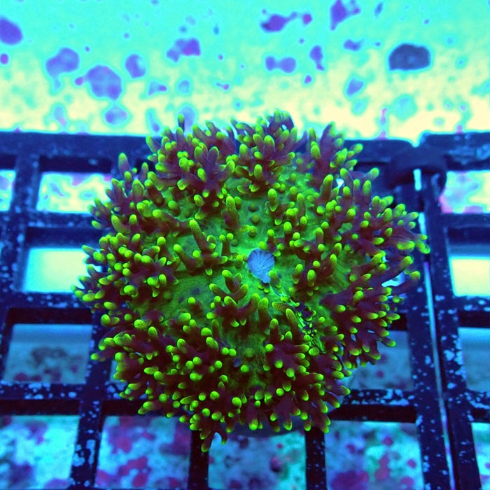 Green Fuzzy Rhodactis