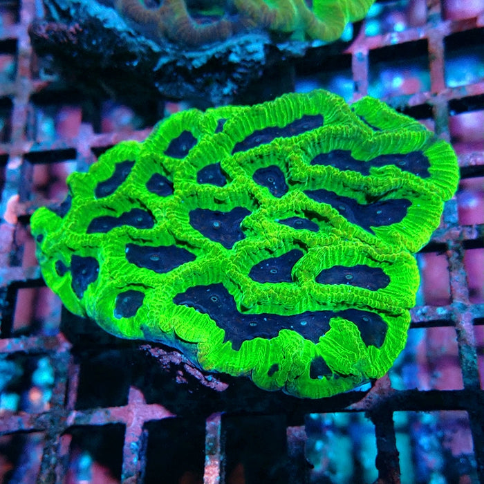 Bright Green Platygyra