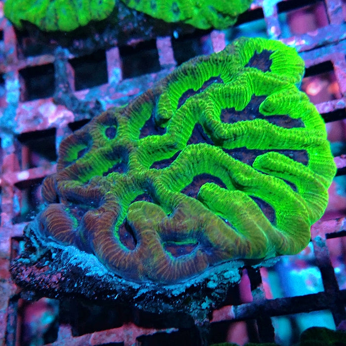 Bright Green Platygyra