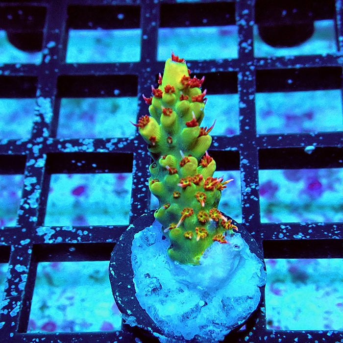 REx Fuzzy Tricolor Acro
