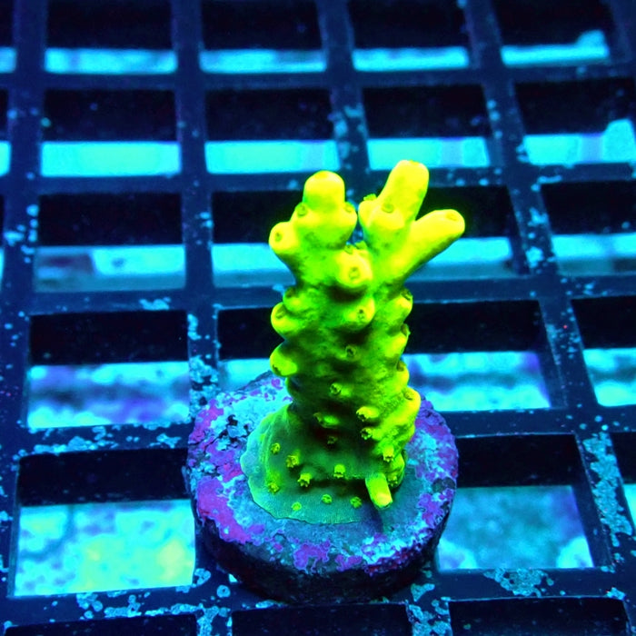 REx Super Yellow Elegance Acro