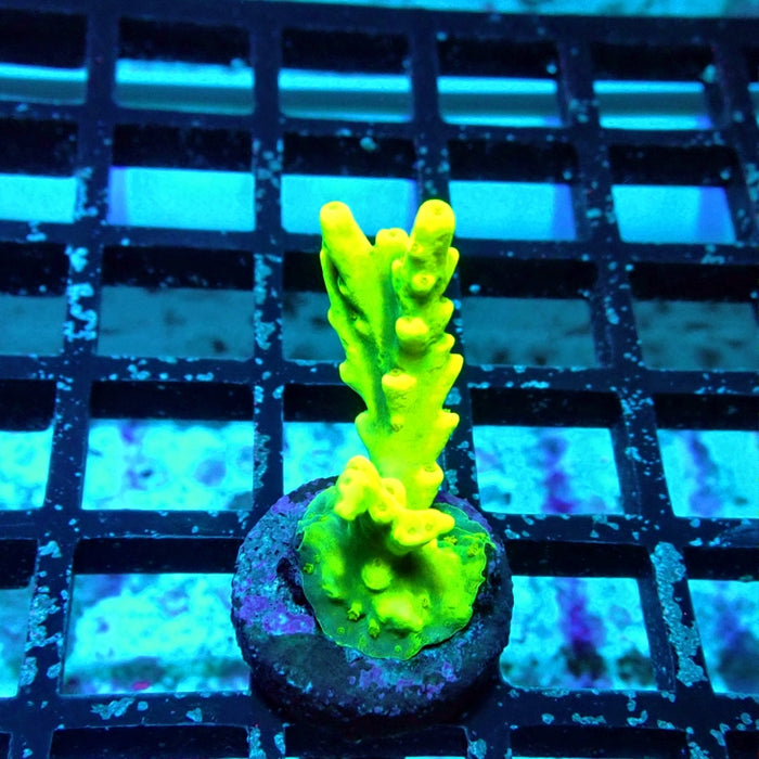 REx Super Yellow Elegance Acro