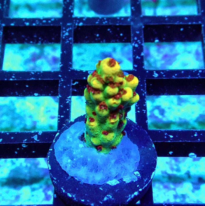 REx Dreamer Acro