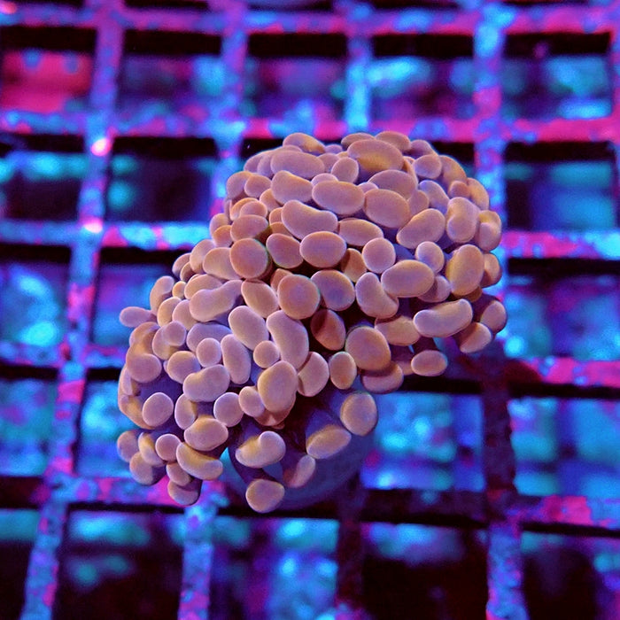 Euphyllia Pink Branch Hammer