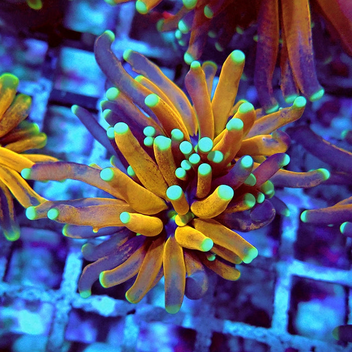 Euphyllia Tiger Torch Reverse Premium