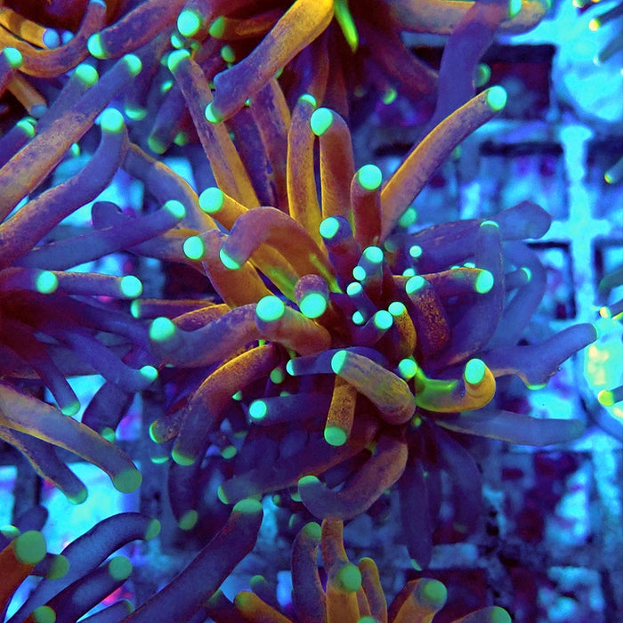 Euphyllia Tiger Torch Reverse Premium