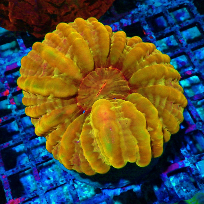 RAR Indophyllia Super Ultra