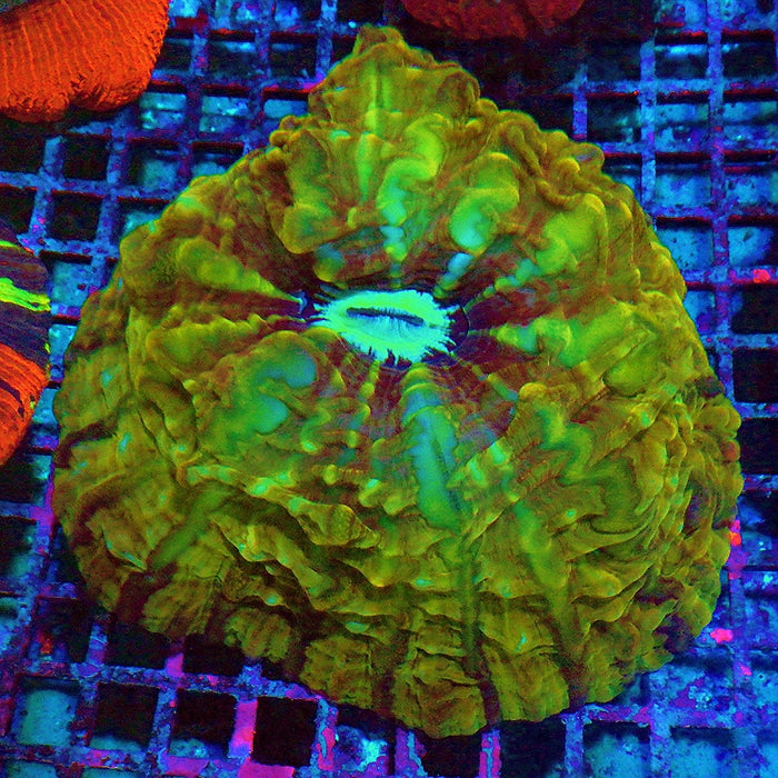 RAR Indophyllia Super Ultra