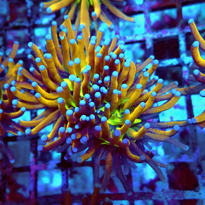 Euphyllia Gold Joker Torch Premium