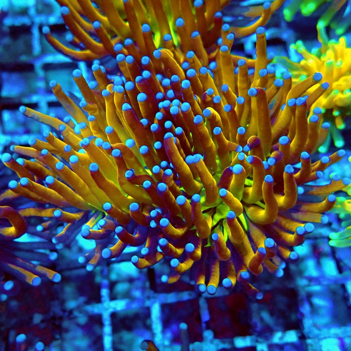 Euphyllia Gold Joker Torch Premium