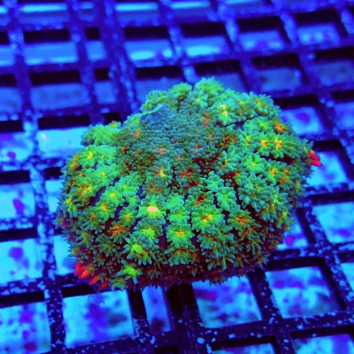 Frankenstein's Bride Mushroom