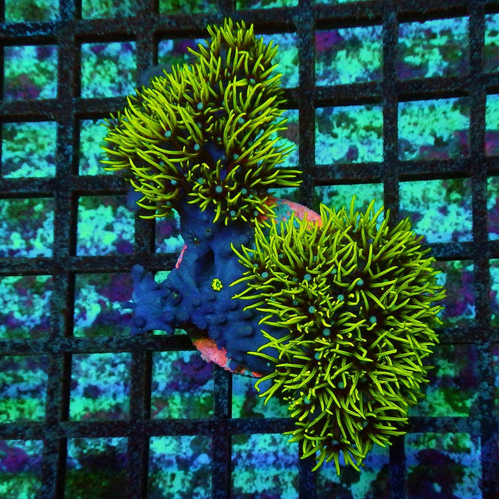 ULTRA Green Star Polyp Coral
