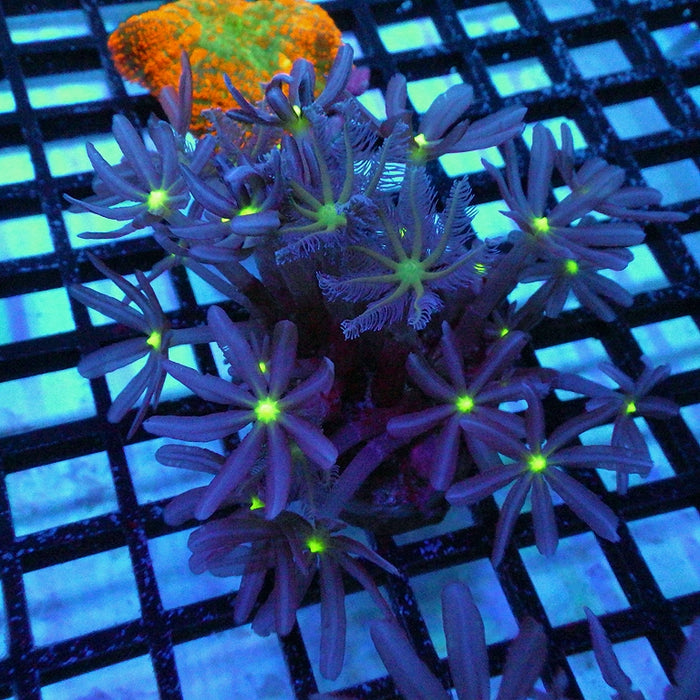 Knopia (Anthelia) Coral