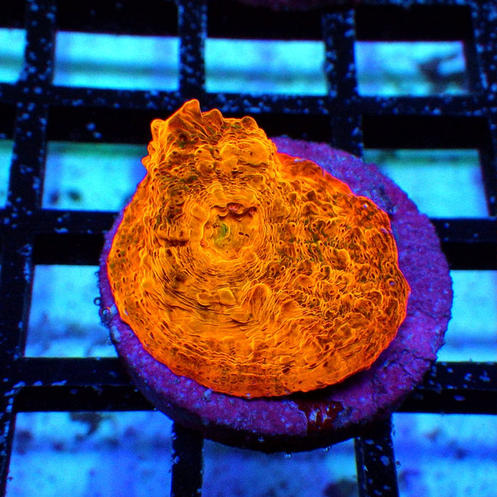 Chalice Frag