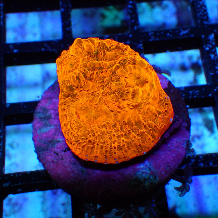 Chalice Frag