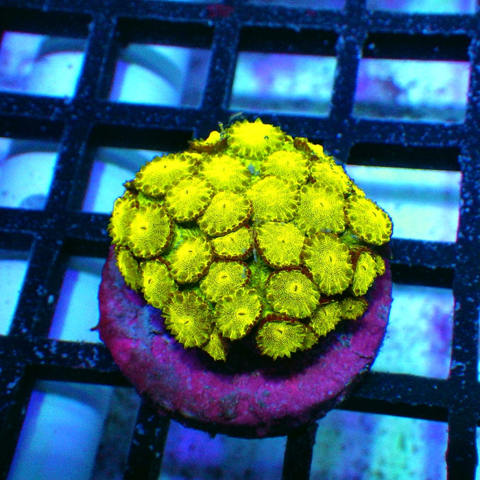 Goniopora Ultra