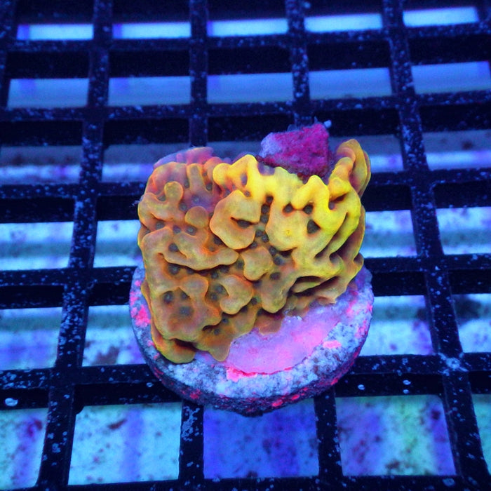 Montipora Beach Bum