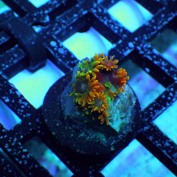 Goniopora Super Ultra