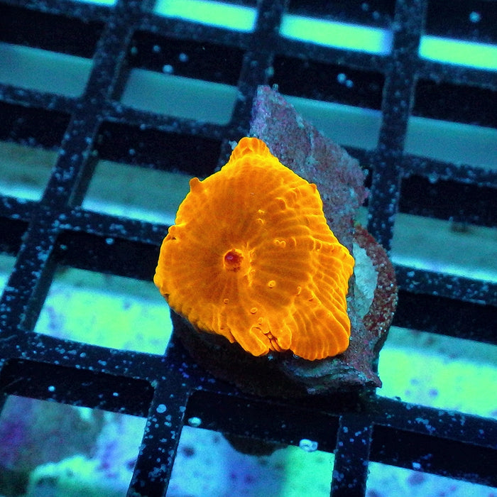 Orange Metallic Discosoma
