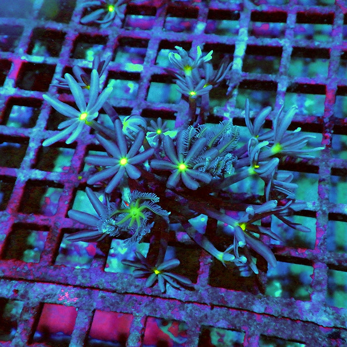 Knopia (Anthelia) Coral