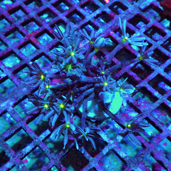 Knopia (Anthelia) Coral