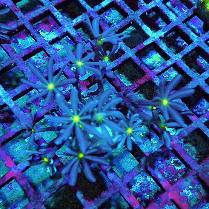 Knopia (Anthelia) Coral