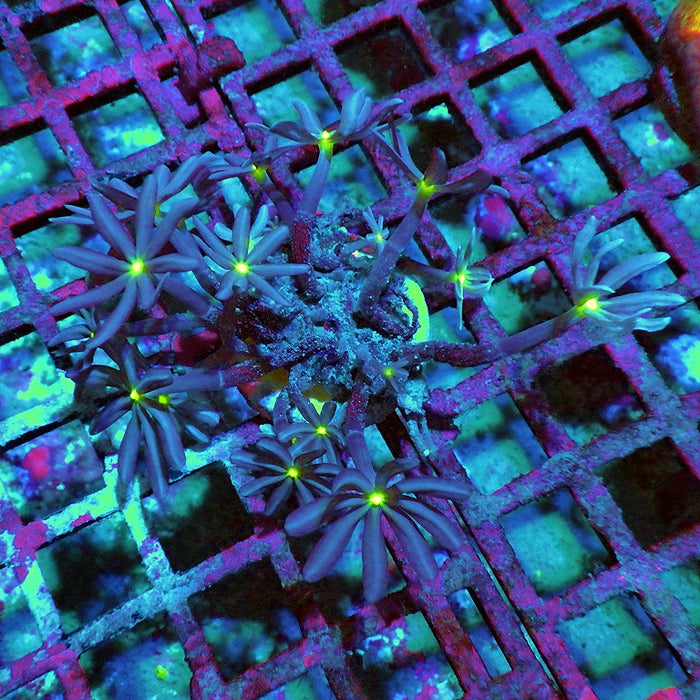 Knopia (Anthelia) Coral