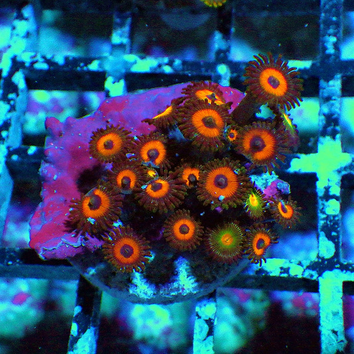 Ultra Zoas Frag 0047