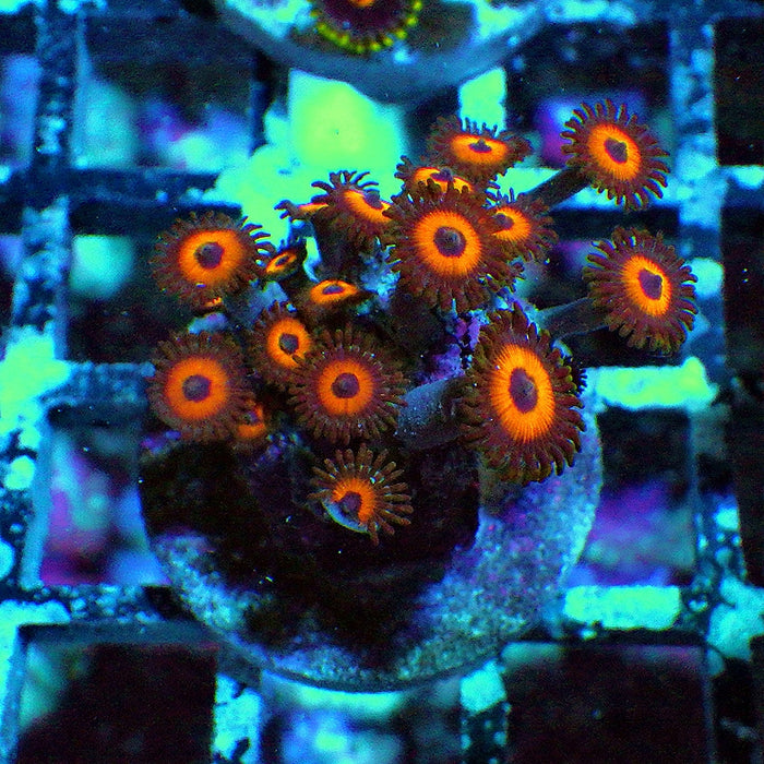 Ultra Zoas Frag 0023