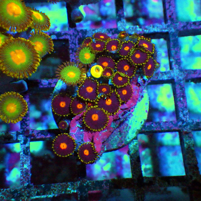 Ultra Zoas Frag 0024