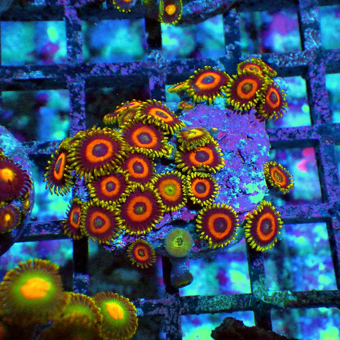 Ultra Zoas Frag 0025