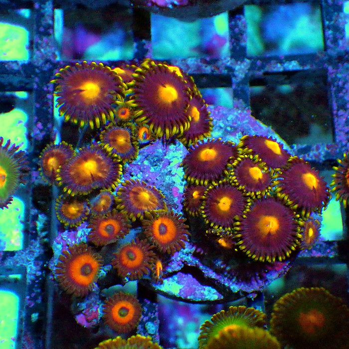 Ultra Zoas Frag 0026
