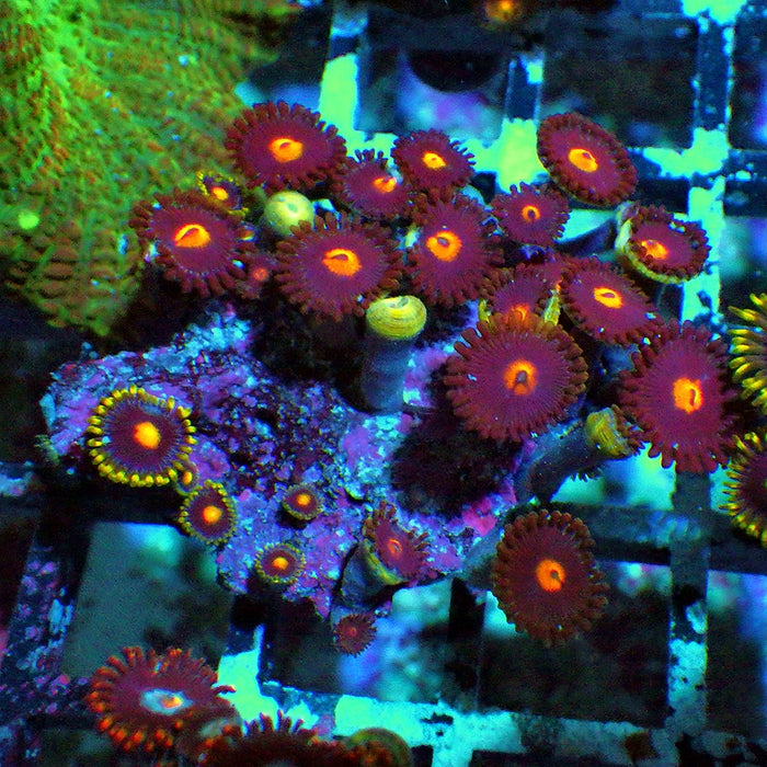 Ultra Zoas Frag 0028