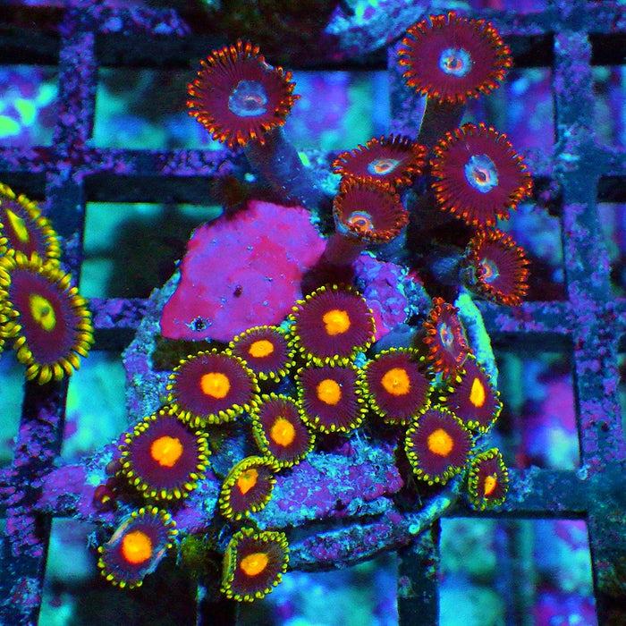 Ultra Zoas Frag 0030