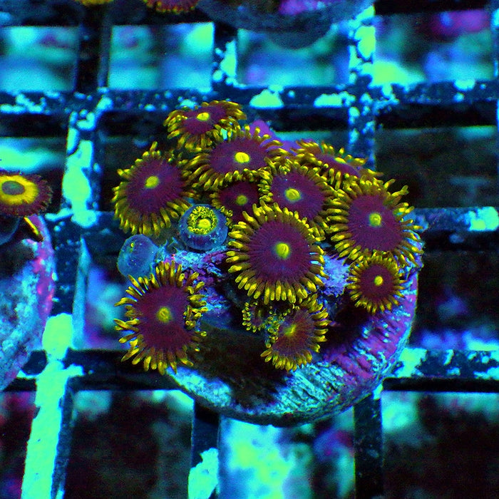 Ultra Zoas Frag 0034