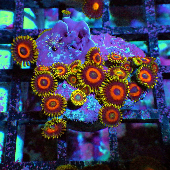 Ultra Zoas Frag 0035