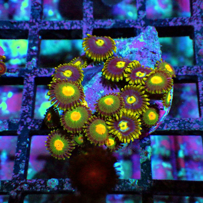 Ultra Zoas Frag 0036