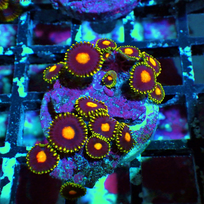Ultra Zoas Frag 0039